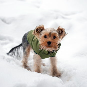Зимняя куртка (жилетка) для выгула собак Hitvest M зеленый-3